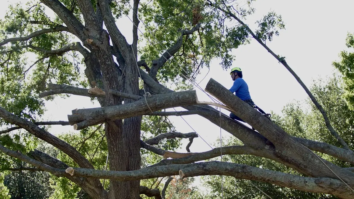 Professional Hazardous Tree Removal performed by certified arborists in North Dighton