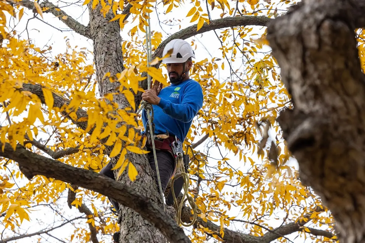 Skilled Tree Planing crew working in North Dighton